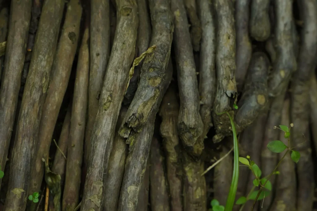 Why Rainforest Soil Fails to Support Agriculture