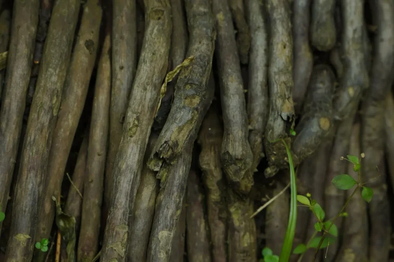 Why Rainforest Soil Fails to Support Agriculture