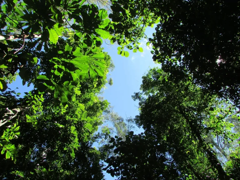 Pacing a Daintree Visit: Why Slow Travel Changes Everything