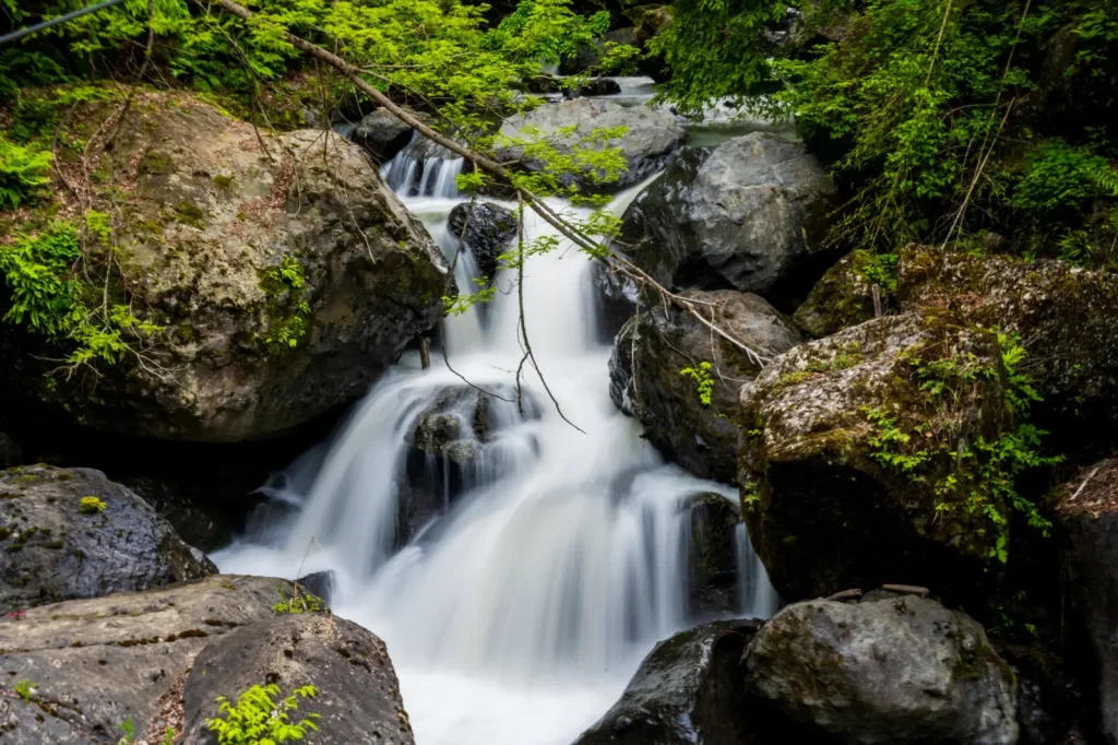 Rainforest Streams: Where Water Shapes Animal Survival