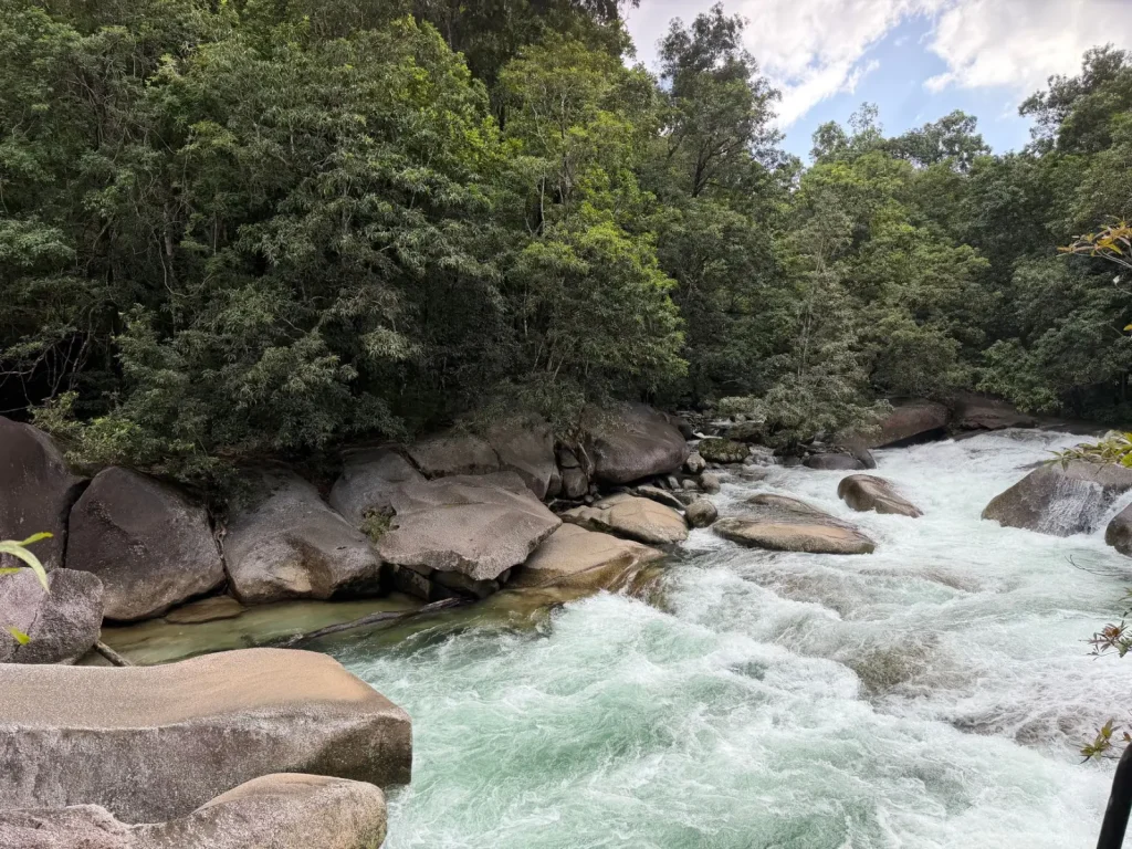 What Daintree Rainforest Day Tours from Cairns Actually Involve