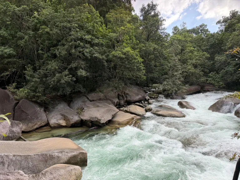 What Daintree Rainforest Day Tours from Cairns Actually Involve What Daintree Rainforest Day Tours from Cairns Actually Involve