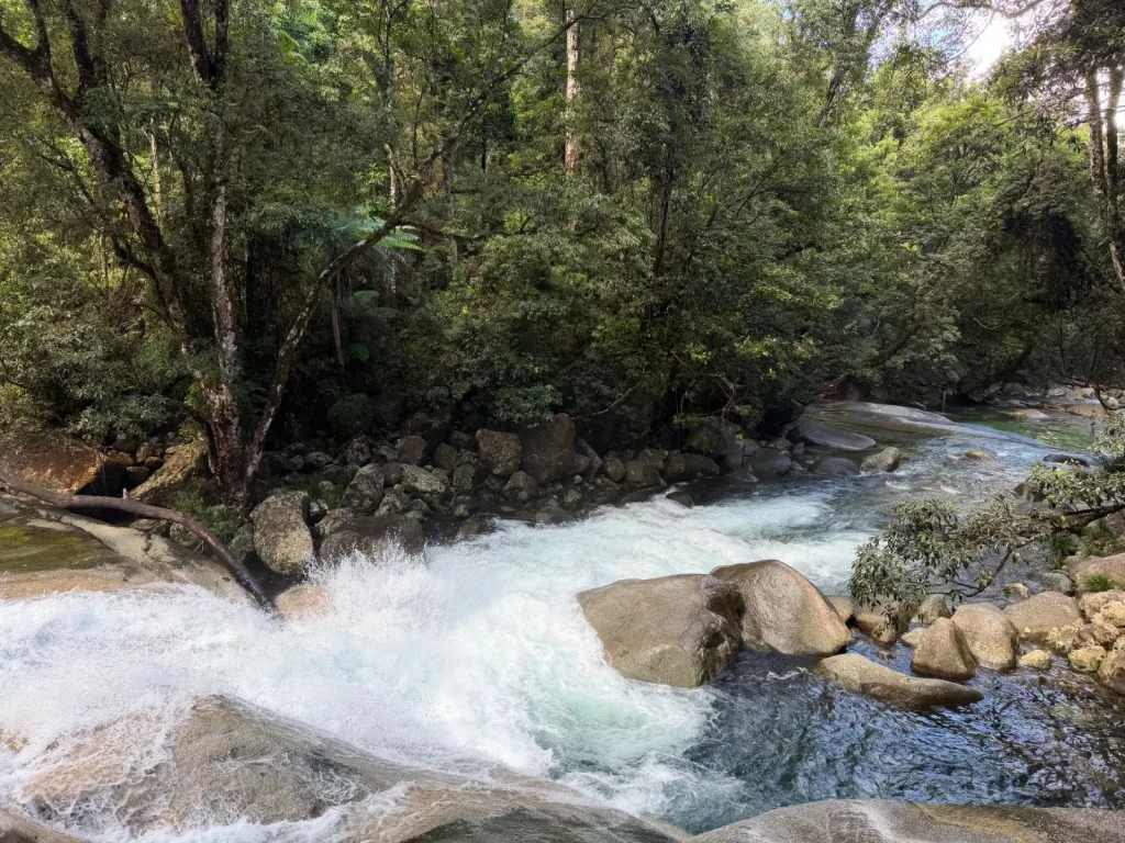 What Makes Daintree Rainforest Genuinely Ancient