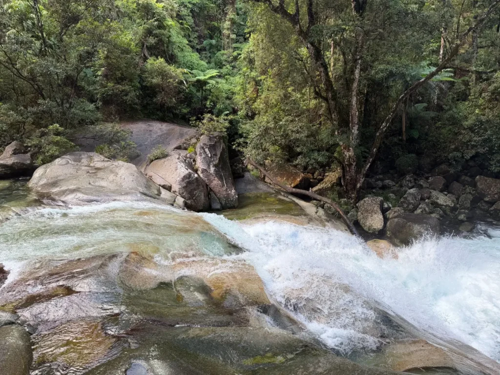 Why the Wet Tropics Matters for Rainforest Survival