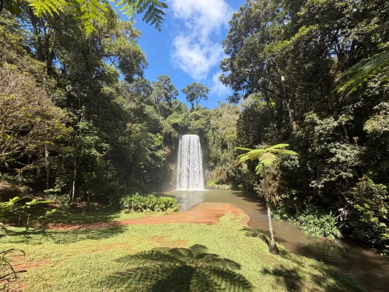 Millaa Millaa Falls: What the Wet Season Actually Demands
