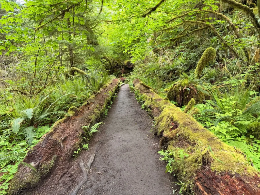 Rainforest Walks Near Hobart: What the Wet Does to Your Plans