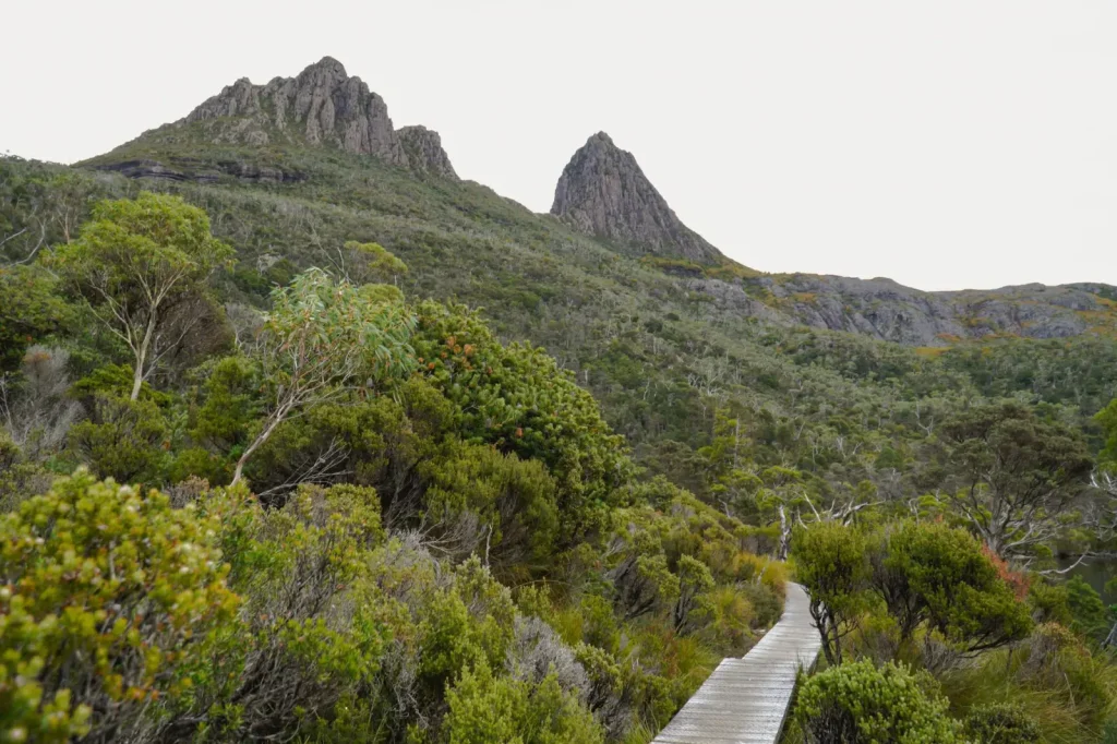 Walking the Cradle Mountain Rainforest Edge