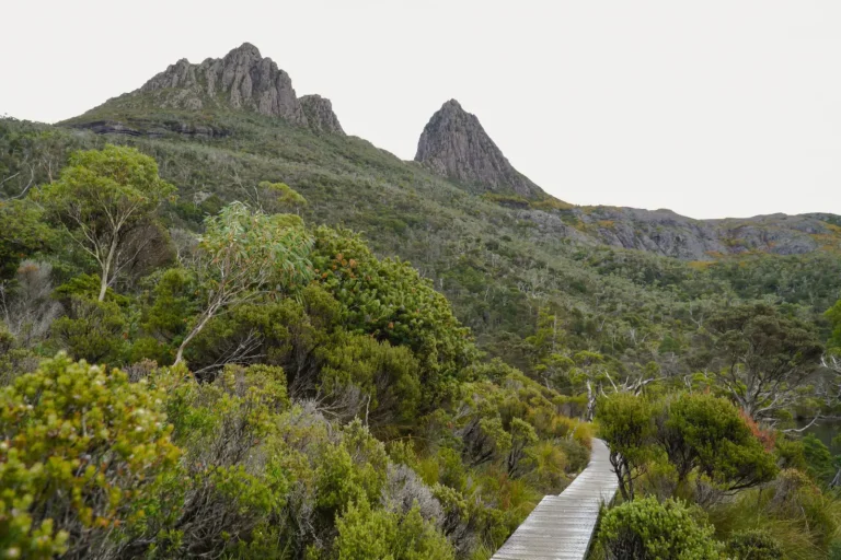 Walking the Cradle Mountain Rainforest Edge Walking the Cradle Mountain Rainforest Edge