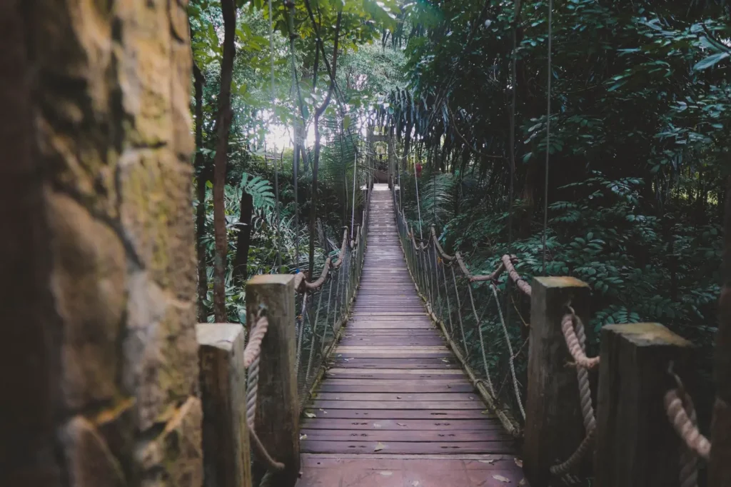 Short Rainforest Walks in Queensland Worth Your Time