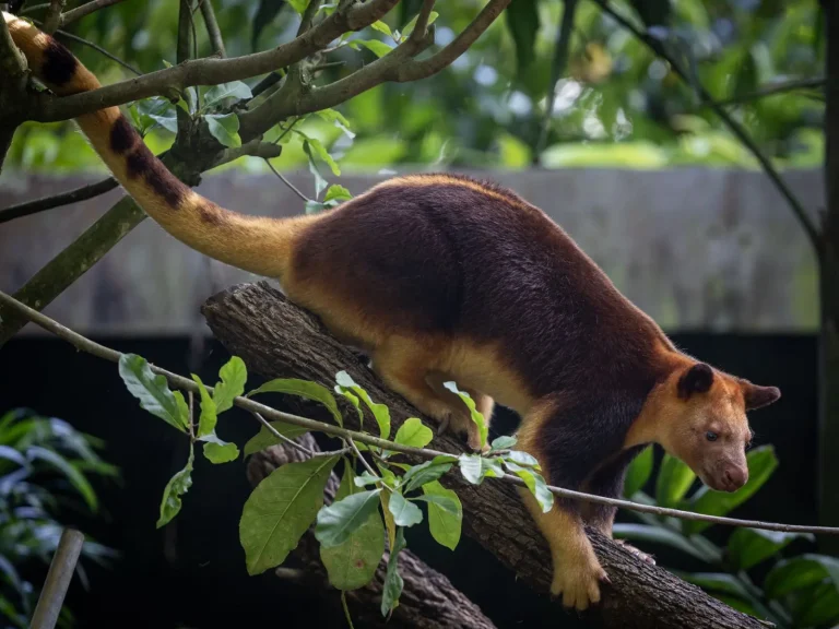 How Tree Kangaroos Became Climbers How Tree Kangaroos Became Climbers