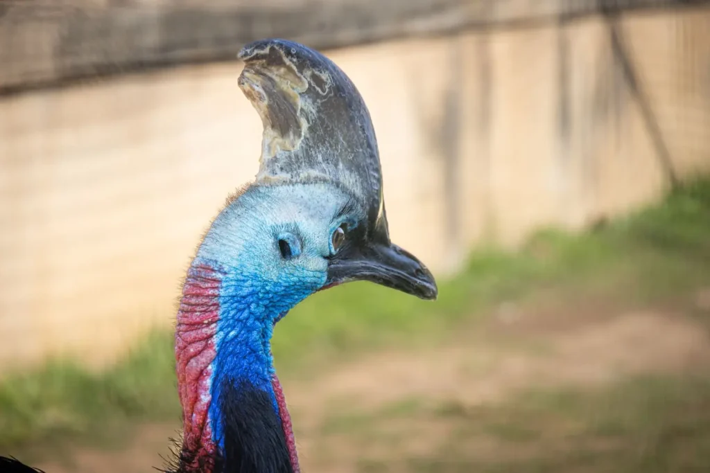 Cassowaries and Rainforest Survival: How One Bird Shapes an Entire Ecosystem
