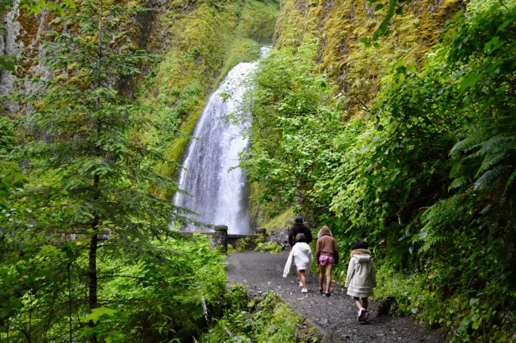 Curtis Falls Track: What a Short Rainforest Walk Actually Feels Like