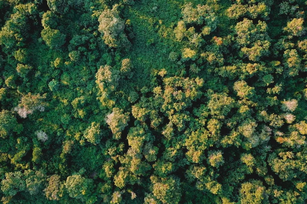 Australian Rainforests and Biodiversity: What Field Work Reveals