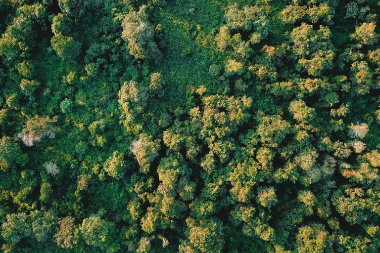 Australian Rainforests and Biodiversity: What Field Work Reveals