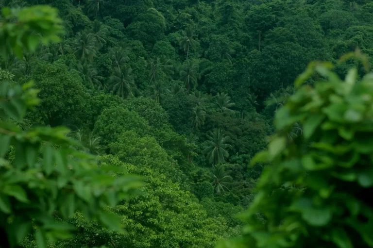 Atherton Tablelands Rainforest: What the Wet Season Actually Demands Atherton Tablelands Rainforest: What the Wet Season Actually Demands