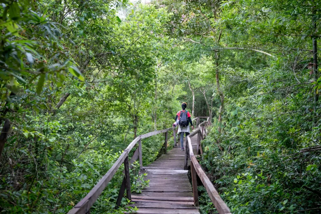 Walking the Jindalba Boardwalk Through Daintree's Oldest Forest