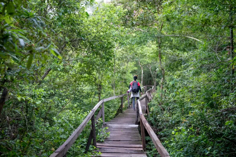 Walking the Jindalba Boardwalk Through Daintree's Oldest Forest Walking the Jindalba Boardwalk Through Daintree's Oldest Forest