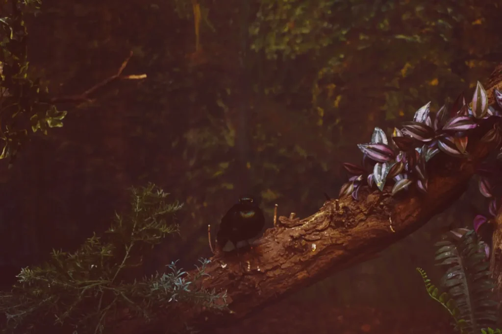Victoria's Riflebird: Rainforest Courtship and Survival