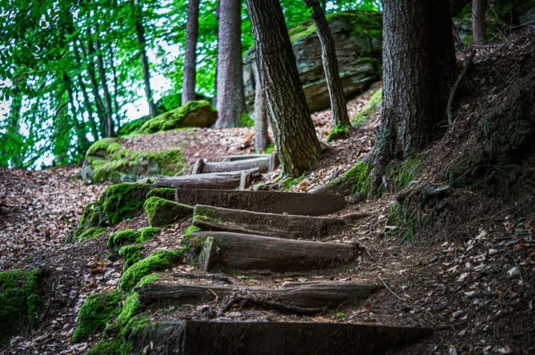 Walking Mount Glorious: What the trails actually demand Walking Mount Glorious: What the trails actually demand