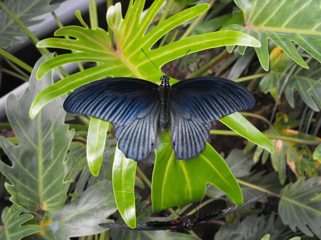 Australian Rainforest Butterflies Worth Your Time