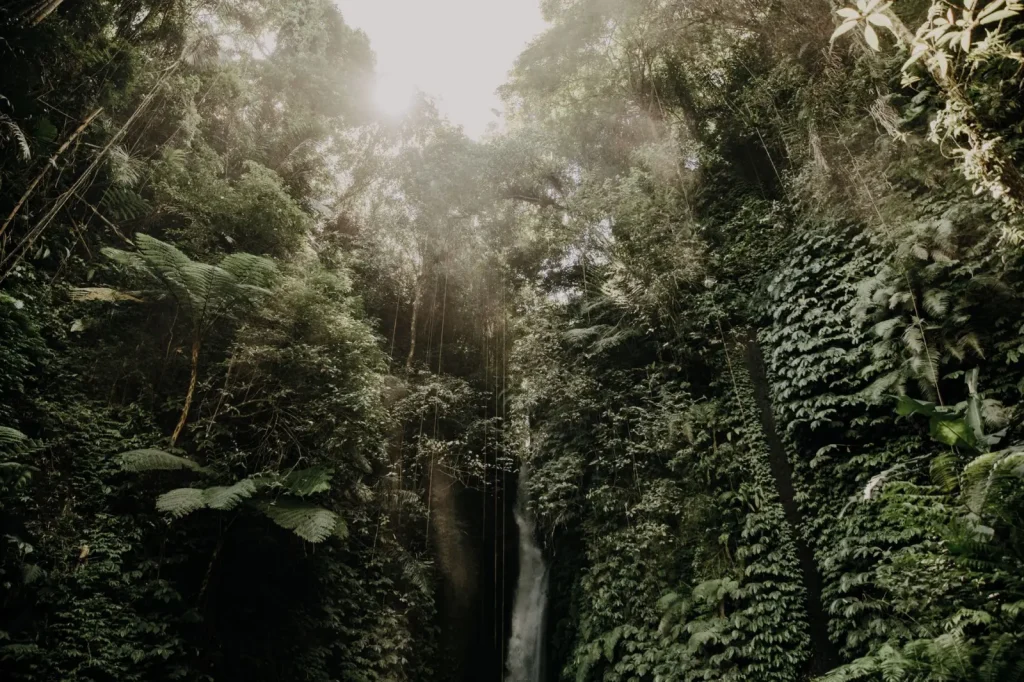 Springbrook's Waterfalls: What the Maps Don't Show
