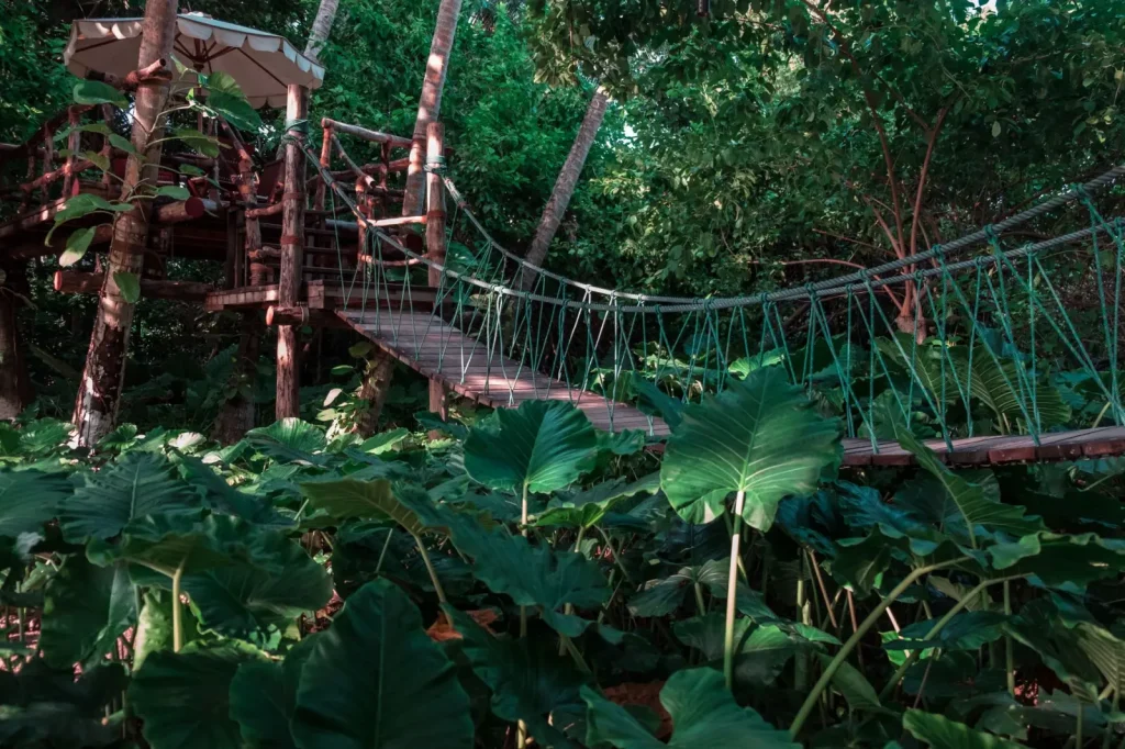 Walking the Daintree Canopy: What the Forest Actually Demands