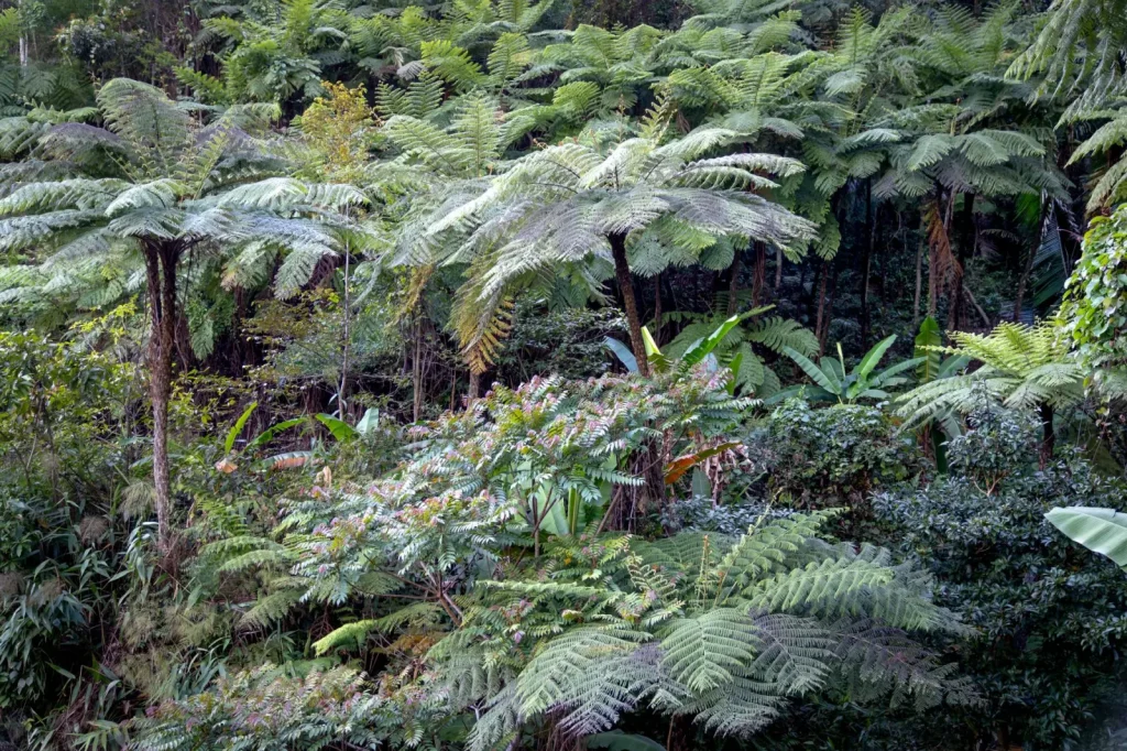 What to Expect at Wooroonooran National Park