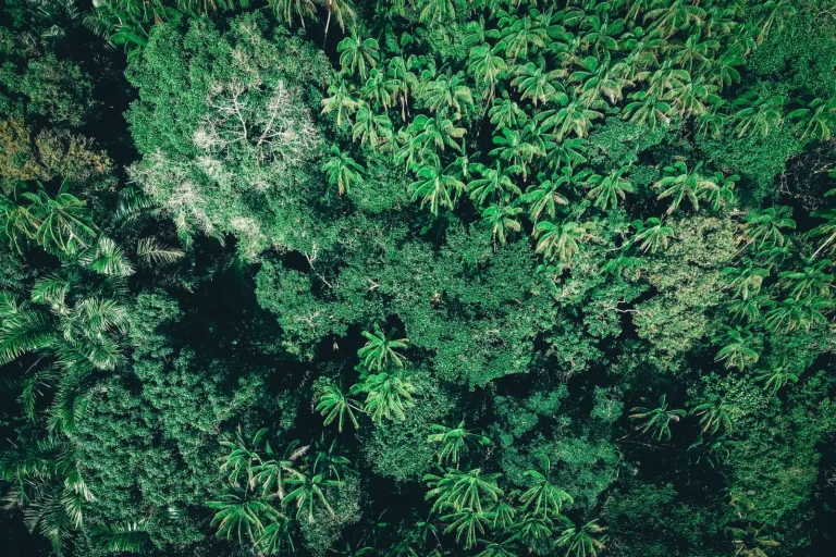 What Actually Lives in Daintree Rainforest Trails What Actually Lives in Daintree Rainforest Trails