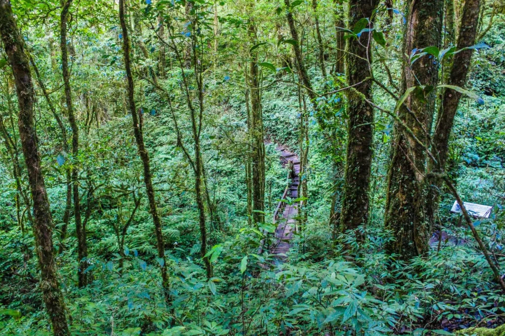 Gold Coast Hinterland Rainforest: What Actually Happens When You Go