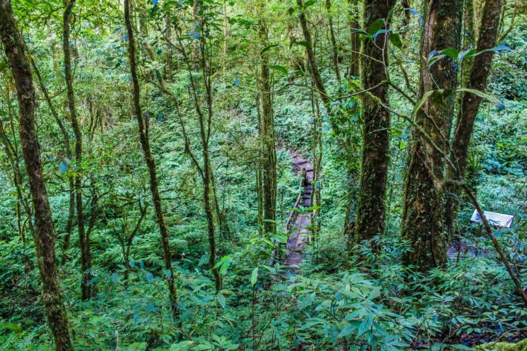 Gold Coast Hinterland Rainforest: What Actually Happens When You Go Gold Coast Hinterland Rainforest: What Actually Happens When You Go