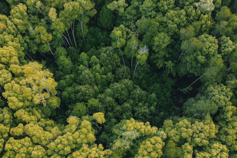 How Rainforest Trees Grow, Compete, and Fall How Rainforest Trees Grow, Compete, and Fall