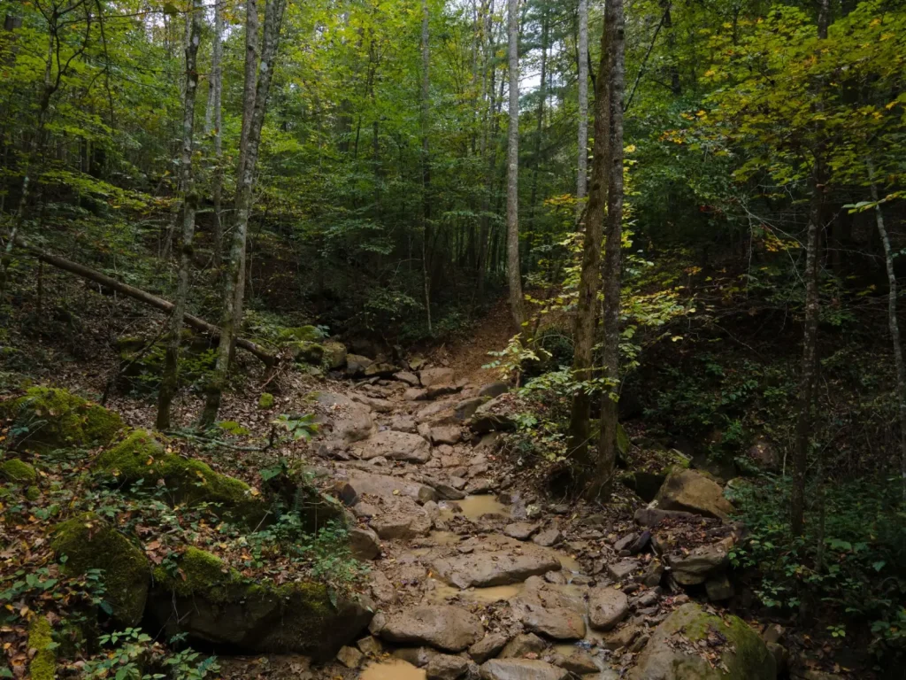 Forest Navigation in Main Range National Park