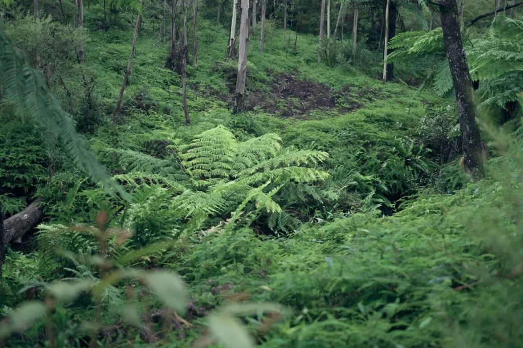 Wildlife Around Lake Eacham: What Actually Shows Up