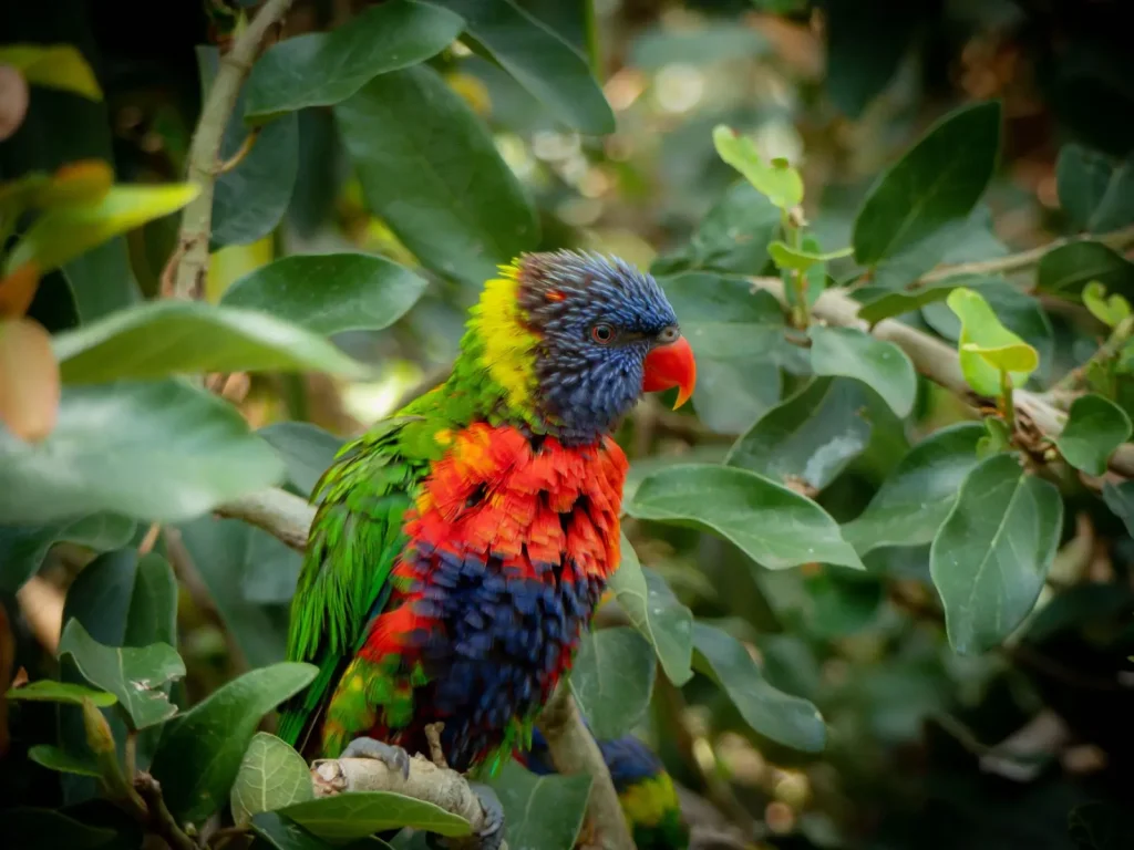 Australian Rainforest Parrots: Behavior and Habitat Reality