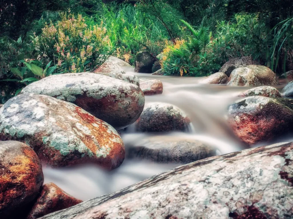 Why Rainforest Streams Stay Cool