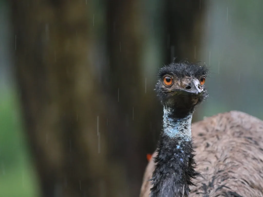 Wildlife of the Atherton Tablelands: What You'll Actually See