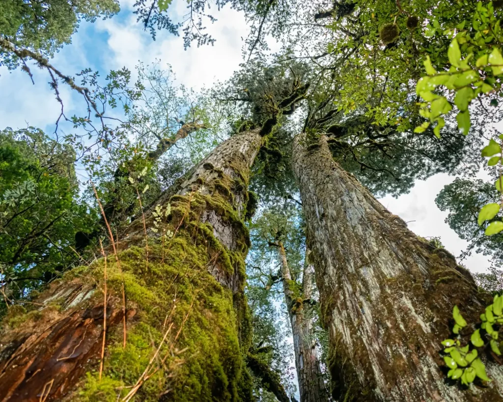 What Old-Growth Rainforest Actually Does