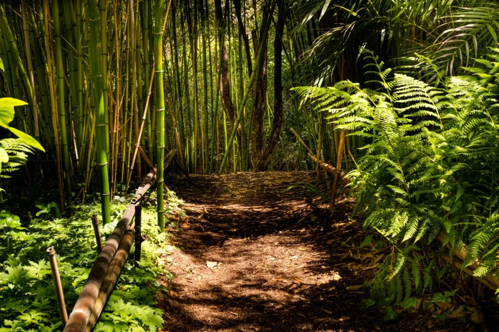 Forest Walking Around Mount Bartle Frere