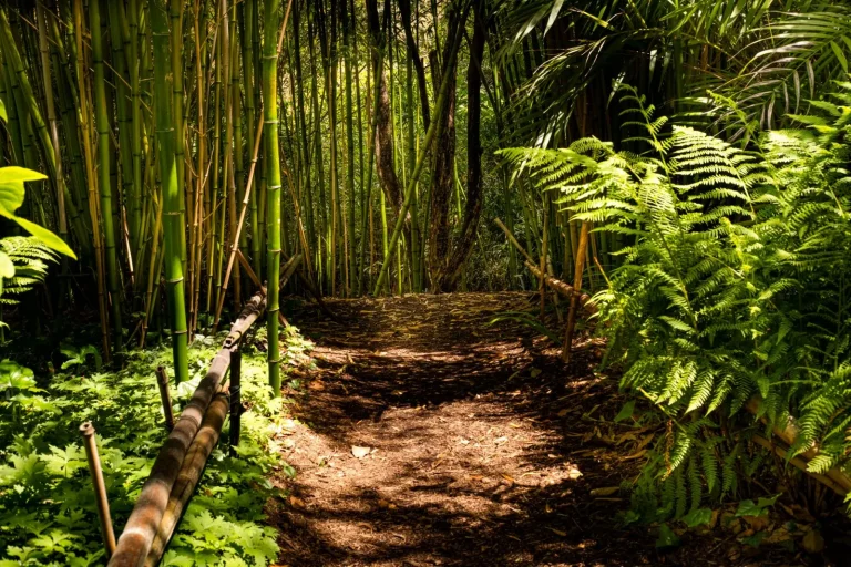 Forest Walking Around Mount Bartle Frere