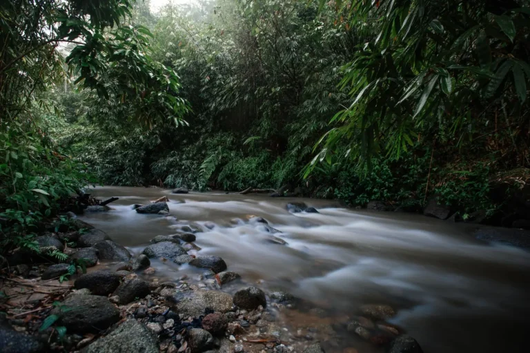 Rainforest Creeks: Hidden Engines of Biodiversity