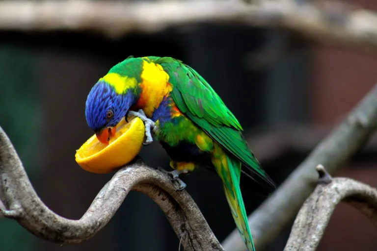 How Fruit-Eating Birds Shape Forest Recovery