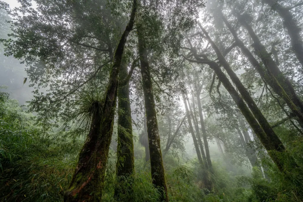 Why Rainforest Trees Reach Extreme Heights