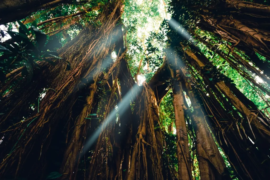 How Rainforest Canopies Regulate Temperature
