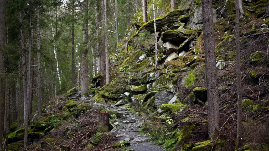 Walking Curtis Falls Rainforest: What the Track Actually Demands