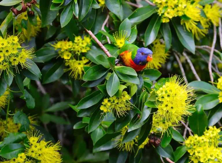 Ancient Plant Lineages in Australian Rainforests