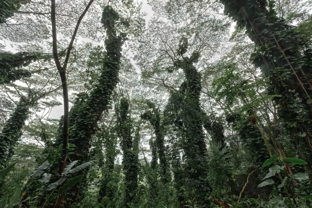 Rainforest Travel in Winter: What Actually Works