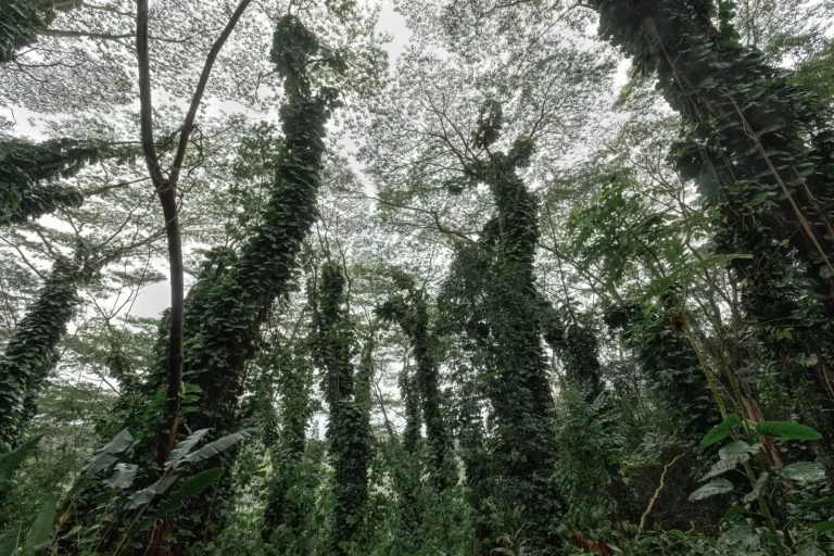 Rainforest Travel in Winter: What Actually Works