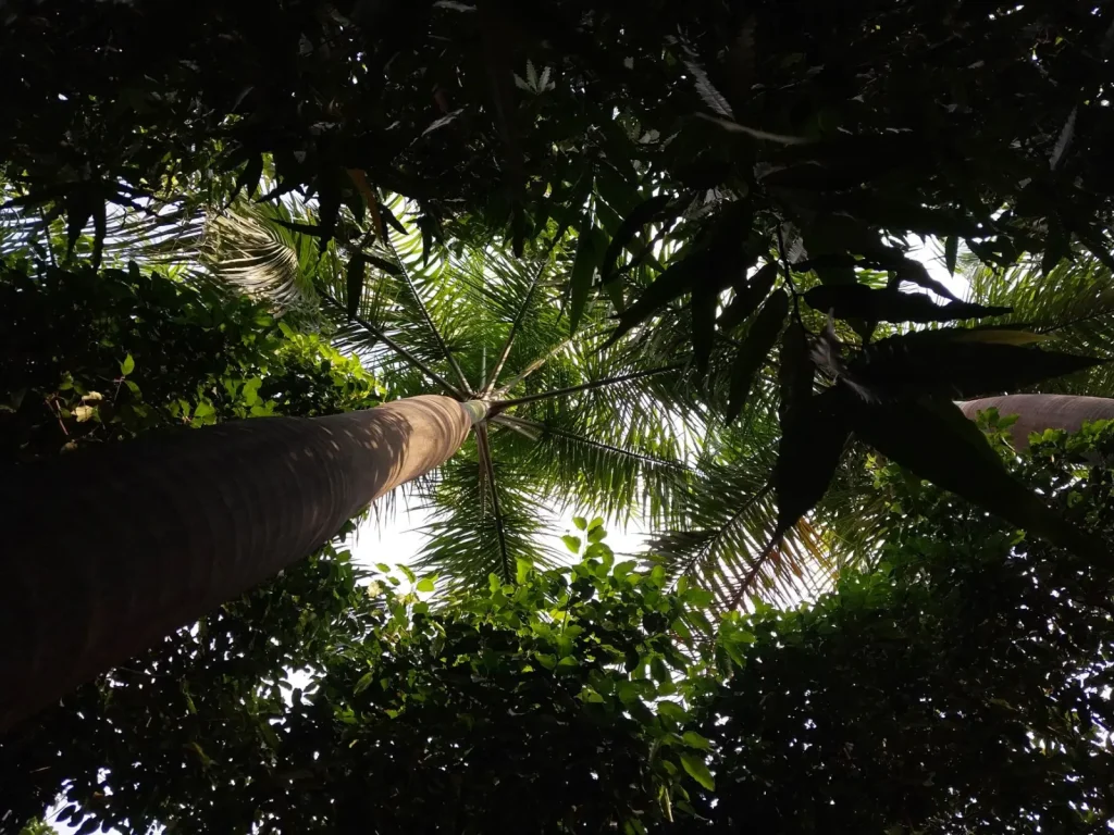 Wildlife Patterns in Springbrook's Rainforest