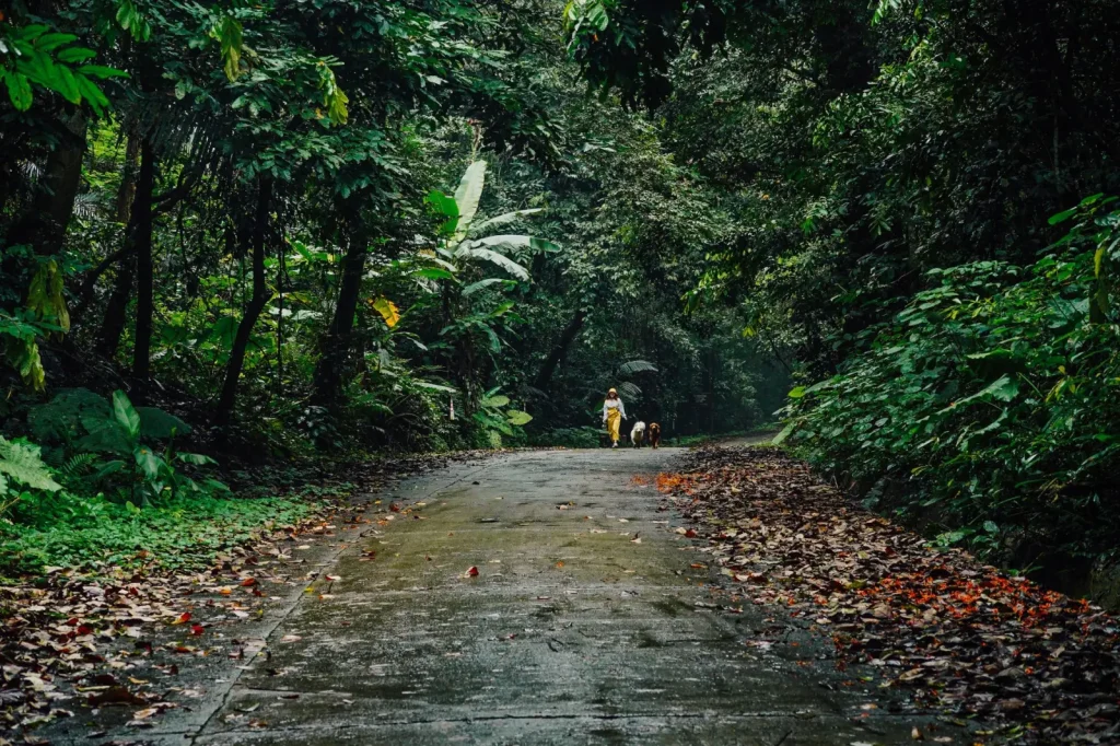 Rainforest Walks Near Brisbane: What Actually Works