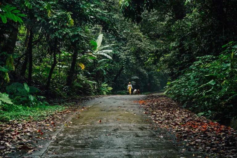 Rainforest Walks Near Brisbane: What Actually Works Rainforest Walks Near Brisbane: What Actually Works
